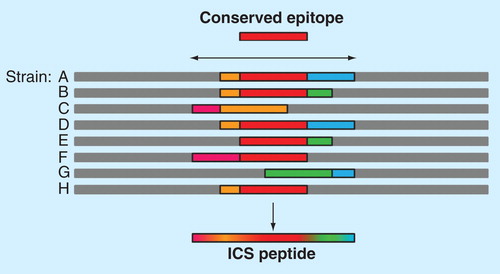 Figure 5. EpiAssembler construction of immunogenic consensus sequences. This figure illustrates the process of assembling highly conserved T-cell epitopes into a single molecule. First, a highly conserved, promiscuous epitope is identified to form the 9-mer core of the ICS peptide (red bar). Overlapping conserved epitopes (pink, orange, green and blue bars) are then added to the N- and C-termini of the peptide until a suitable length is reached for binding in the class II HLA binding groove. This economical approach allows for targeting of multiple strains of a given pathogen using a single peptide, as illustrated by the blended bar at the bottom of the figure.