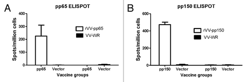 Figure 3. Production of IFN-gamma tested by ELISpot in splenocytes received from mice immunized with DNA-pp65 vaccine alone (A) or DNA-pp150 vaccine alone (B). Mice were immunized with 3x DNA vaccine encoding pp65 or pp150 antigens. Splenocytes from group of mice immunized with DNA-pp65, DNA-pp150 or vector alone were stimulated with rVV-pp65 (A) or rVV-pp150 (B). As control all immunization groups were stimulated with VV-WR.
