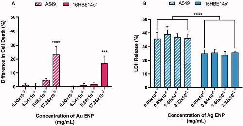 Figure 2. Cell viability of both A549 and 16HBE14o− lung epithelial cells following 24-h exposure to (A) Au ENPs and (B) Ag ENPs. Percentage difference in (A) cell death (as determined by the Trypan Blue Exclusion Assay) and (B) LDH release observed relative to the 0.1% Triton-X positive control between pre- and post-ENP exposure. Data presented as the mean ± SEM of three biological replicates. Significance is indicated as follows: ***p ≤ 0.001 and ****p ≤ 0.0001.