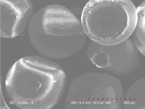 Figure 6 Scanning electron microscopy photographs of 5-fluorouracil hollow microspheres (batch: 20120401).