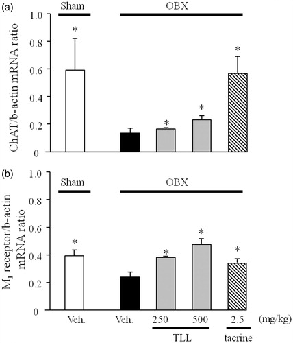 Figure 6. Effects of tacrine (2.5 mg/kg per day, i.p.) and TLL (250–500 mg/kg per day, p.o.) on the expression levels of choline acetyltransferase (a) and muscarinic M1 receptor mRNAs (b) in the hippocampus of OBX mice. Each column represents the mean ± S.E.M. *p < 0.05 versus mRNA expression levels in vehicle-treated OBX mice (one-way ANOVA, Dunnett’s method).