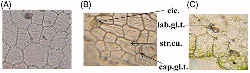 Figure 4. Epidermal cells of the rachis and bract of Mentha suaveolens Ehrh. (A) Epidermal cells of the rachis (X = 450). (B) Upper epidermal cells of the bract (X = 433). (C) Lower epidermal cells of the bract (X = 433). cap.gl.t., capitate glandular trichomes; cic., cicatrix; lab.gl.t., labiaceous glandular trichomes; str.cu., striated cuticle.