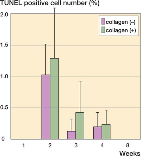 Figure 9. Apoptotic cell distribution during chondrogenesis. Densities of TUNEL-positive cells during cartilage repair. For both the collagen (–) and collagen (+) defects, there are sharp increases in numbers of TUNEL-positive cells at the second postoperative week, followed by a decrease during the second to eighth postoperative week. Since the amount of TUNEL-positive cells is not altered by the use of collagen, it is likely that the collagen usage does not affect differentiation activity. Data are expressed as mean ± SD.