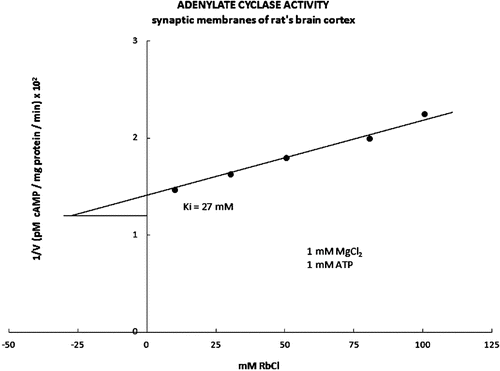 Figure 2.  The inhibitory part of the kinetic curve for adenylate cyclase activity is presented in the form of Dixon’s graph. In the presence of the increasing concentrations of the RbCl (1 mM MgCl2, 1 mM ATP), the kinetic activity value Ki for the adenylate cyclase was 27 Mm.