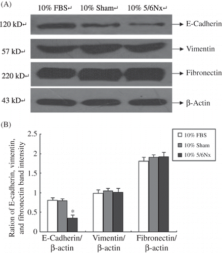 Figure 5. Expression of E-cadherin, vimentin, and fibronectin in HK-2 cells. (A) Western blot of E-cadherin, vimentin, and fibronectin. Lanes 1–3 are 10% FBS group, 10% sham operation serum group, and 10% 5/6 nephrectomized rat serum group, respectively. (B) E-cadherin, vimentin, and fibronectin protein levels. Data were expressed versus β-actin and compared with ANOVA.Notes: The experiment was repeated three times with similar results.*Denotes p < 0.05 versus 10% sham operation serum group.