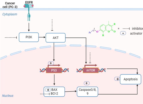 Figure 3. A diagrammatic sketch illustrating the signalling pathway of the EGFR/PI3K/AKT/mTOR and coumarin targeting retrieved by Biorender.com templates Citation29.