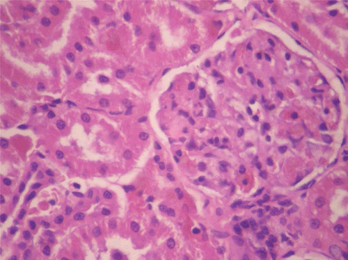 Figure 1.  Histopathologic presentation of male rat kidney of control group (Normal; 400×).