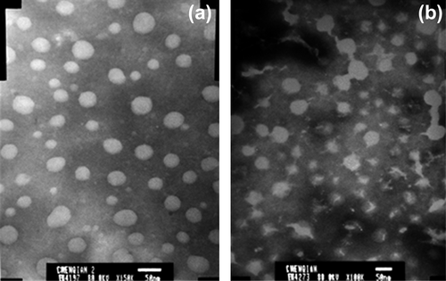 Figure 2. SEM photograph of CS-SA micelles and micelles with OXA.