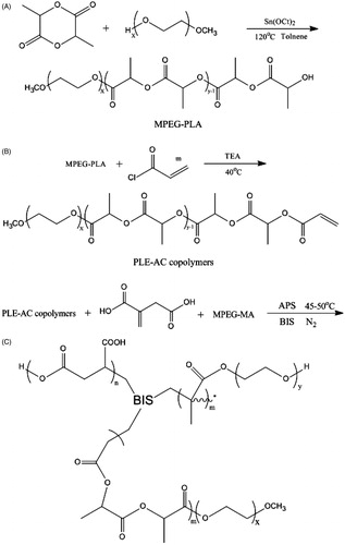 Scheme 1. Synthesis scheme of pH-sensitive P(LE-IA-MEG) hydrogel. (A) synthesis of MPEG-PLA copolymer; (B) synthesis of PLE-AC copolymer; and (C) synthesis of P(LE-IA-MEG) hydrogel.