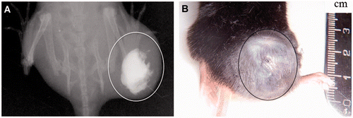 Figure 1. Radiographic (A) and photographic (B) image of mouse tumour after FC injection. The FC radiopacity allows its localisation.