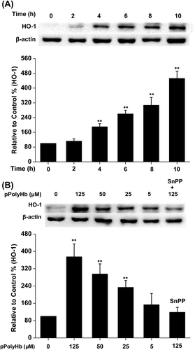 Figure 4. pPolyHb induces HO-1 expression in a concentration- and time-dependent manner. (A) Cells were treated with 125 μM of pPolyHb for the indicated time (0, 2, 4, 6, 8, 10 h) and HO-1 expression was analyzed by Western blot. (B) Cells were treated for 10 h with the indicated concentrations (0, 125, 50, 25, 5 μM) of pPolyHb or pretreated with SnPP (20 μM) for 2 h, followed by treatment ith 125 μM pPolyHb, and then HO-1 expression was analyzed by Western blot. β-actin was used for normalization. **P < 0.01 compared to the control.