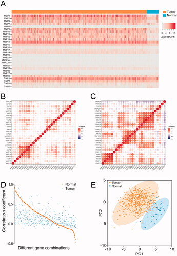 Figure 2. Expression patterns of MMPs/TIMPs in HNSCC. (A) The heatmap represents the mRNA expression levels of MMPs and TIMPs in 500 of HNSCC tumor tissue and 44 of adjacent normal tissues; correlations of expression of MMPs/TIMPs in (B) 500 of HNSCC tumor samples and (C) 44 of adjacent normal tissue samples; (D) the correlation of each gene combination of MMPs/TIMPs in HNSCC tumor samples and adjacent normal tissue samples; (E) principal component analysis of mRNA expression of MMPs/TIMPs in 500 of HNSCC tumor samples (orange circles) and 44 adjacent normal tissue samples (blue circles) showing clear separation of the groups.