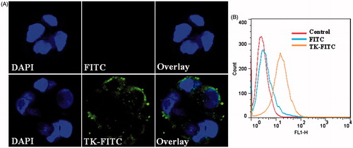 Figure 3. In vitro cellular uptake results of FITC and TK-FITC in Caco-2. Cells were incubated with 5 μM fluorescein-labeled peptide or FITC at 37 °C for 4 h, followed by DAPI staining and rinse with phosphate buffered saline. Intracellular fluorescence was detected by confocal laser scanning microscope (A) and flow cytometer (B).