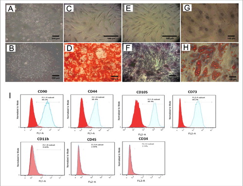 Figure 1. Differentiation potential and Immunophenotypic results of Ad-MSCs. Evaluation of Ad-MSCs for minimal criteria. (A and B) Adherent stem cells in stromal vascular fraction (SVF) derived from adipose tissue could form colonies after primary culture. The cells at passage 4 were induced with osteogenic medium for 21 d. In contrast to the control cells (C) the calcifications produced by differentiated cells in the extracellular matrix, were stained with Alizarin Red as evident for osteogenesis (D). Additionally, compared to control (E) osteogensis was confirmed by ALP activity of osteoblasts (F). Moreover unlike the control cells (G) adipogenic differentiation of Ad-MSCs was validated by Oil Red O staining of lipid droplets, which were produced by adipogenic induction medium (H). Photographs are representative of 3 independent experiments for each group. (I) Flow cytometry Results showed that Ad-MSCs are positive for CD90, CD44, CD73, and CD105 and negative for CD11b (macrophage marker), CD45 (haematopoietic stem cell marker) and CD34 (endothelial cell marker).