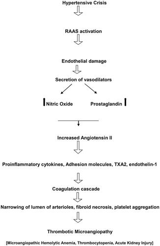 Figure 3. Cascade of events in hypertensive crisis that can lead to thrombotic microangiopathy. RAAS: renin-angiotensin-aldosterone system; NO: nitric oxide; TXA2: Thromboxane A2.