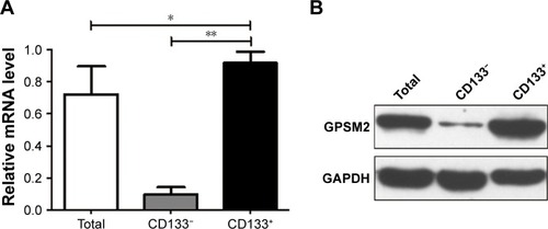 Figure 2 GPSM2 expression is elevated in CD133+PANC-1 cells.Notes: GPSM2 mRNA expression in unselected PANC-1 cells (Total), CD133−PANC-1 cells (CD133−), and CD133+PANC-1 cells (CD133+) (A). GPSM2 protein expression of PANC-1 cells in each group (B). Results are representative of three independent experiments. (*P<0.05, **P<0.01).Abbreviations: GAPDH, glyceraldehyde-3-phosphate dehydrogenase; GPSM2, G-protein-signaling modulator 2.