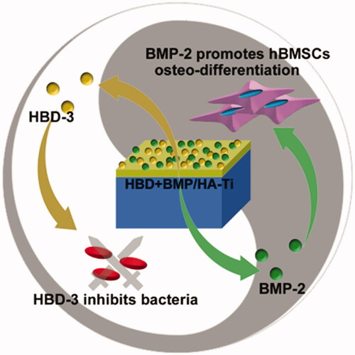 Figure 1. A bifunctional titanium alloy with a nano-hydroxyapatite coating (HBD + BMP/HA-Ti), which enables the simultaneously sustained release of the natural antimicrobial peptide human β-defensin 3 (HBD-3) and bone morphogenetic protein-2 (BMP-2). It shows combined antibacterial and osteogenic effects for potential application in clinical dental and bone therapy.