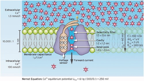 Figure 4. Model of a calcium channel to estimate RCa and GCa that we used as a template for ion channels [Citation112]. The ion channels act like diodes with forward direction along the electrochemical gradient (for calcium from extra- to intracellular). The selectivity filter is magnified for clarification. There is a large electrochemical gradient toward intracellular due to the difference between the membrane potential of -60 mV and the Ca2+ equilibrium potential of 250 mV. High concentration gradients >10,000 predispose cells to excessive calcium influx. Thus, disequilibrium of intra-/extracellular calcium concentrations is more probable for calcium than for other electrolytes.