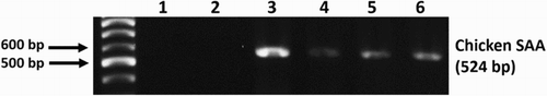 Figure 5. SAA mRNA RT-PCR results at the injection site of treated chickens shows clear bands (1: distilled water, 2: control group, 3–6: treated group).