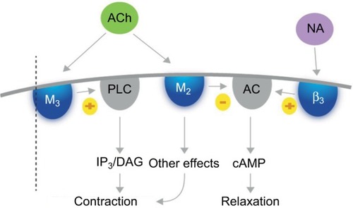 Figure 1 Actions of acetylcholine on M2 and M3 receptors.