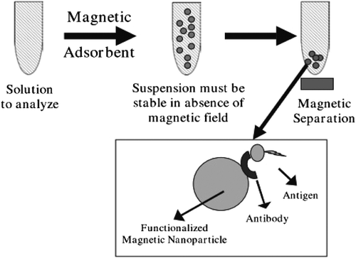 Figure 3. Schematic representation of the magnetically-assisted separation of substances. In this particular case, a magnetic nanosphere to which an antibody has been anchored is dispersed in a liquid medium containing the antigen (substance to analyze) (CitationTartaj et al. 2003).