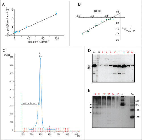 Figure 3. AtHESP is oligomeric. (A, B). Double reciprocal (A) and Hill (B) plots from data obtained from experiments as described in Figure 3A yielded slopes equal to 3 and 2.2, respectively. (C). SEC chromatogram. X axis, elution volume (ml); Y axis, A280 absorbance (arbitrary units; mAu). Asterisks indicate eluted proteins at certain molecular mass (*) 150 kDa, (**) 100 kDa. Arrows indicate the positions of mass markers: single arrow, glucogen phosphorylase (rabbit muscle) 97 kDa; double arrowhead, lysozyme 14.3 kDa. (D). Electrophoretic pattern of SEC fractions under denaturing conditions (10% SDS-PAGE). Numbers in red above the lanes correspond to actual numbering of ÄKTA fractions collected in Figure 4C. Numbers above lanes correspond to actual fraction numbering. Numbers on left indicate position of molecular mass markers (kDa) related to AtHESP size. IN: Input; M: molecular mass markers; E. Electrophoretic pattern of SEC fractions under non-denaturing conditions. Fractions were analyzed in a 7% polyacrylamide gel under non-denaturing conditions. Numbers in red above the lanes correspond to actual numbering of ÄKTA fractions collected in Figure 4C. Urease (Ur) and Bovine Serum Albumin (BA) were used as oligomeric structure and molecular mass markers; urease trimer (272 kDa) and hexamer (545 kDa), and BA monomer (66 kDa) and dimer (132 kDa). Arrows on the left of the gel indicate oligomeric structures, namely dimers, trimers and tetramers. Numbers on the right indicate positions of urease and BA oligomers and monomer.