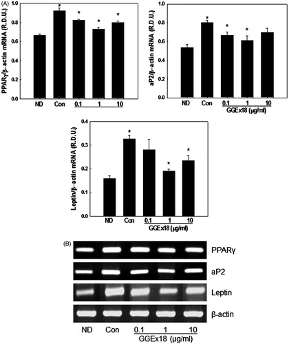 Figure 6. The mRNA expression levels of adipogenic genes in 3T3-L1 cells. (A) 3T3-L1 preadipocytes (ND) were differentiated into mature adipocytes (control). Differentiated control cells were treated with GGEx18, fenofibrate (FF) or Wy14,643 (Wy). Total cellular RNA was extracted from cells and mRNA levels were measured using RT-PCR. All values are expressed as the mean ± SD of relative density units using β-actin as a reference. #p < 0.05 compared with the ND group, *p < 0.05 compared with the control group. (B) Representative RT-PCR bands from one of the three independent experiments are shown.