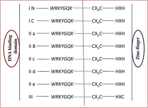 Figure 2. The WRKY gene family classified into the I (I N and I C), IIa, IIb, IIc, IId, IIe, and III subfamilies (Li et al. Citation2020).