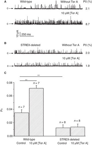 Figure 7. Comparison of the effect of Ter A on the activation of wild-type and STREX-deleted BKCa channels. Representative single channel current traces of the wild-type (A) and STREX-deleted (B) BKCa channels in the absence and presence of intracellularly applied Ter A. The membrane potential of the patch is +20 mV and [Ca2+]i is 10 μM. Arrows indicate the closed state of the channels. (C) Summary of the effect of Ter A on the mean Po of the wild-type and STREX-deleted BKCa channel. **p < 0.005 compared to the control.