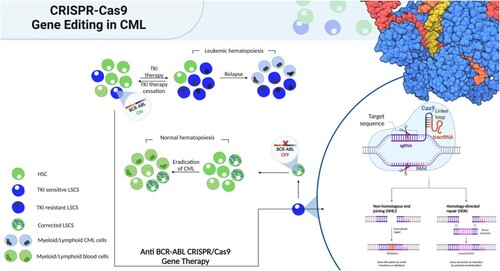 Figure 4. Gene therapy vs conventional therapy for CML. Conventional therapy based on tyrosine kinase inhibitors (TKI) effectively silences BCR::ABL1 in leukemic stem cells (LSCs). Because there are still cells that are BCR::ABL1 positive after treatment has ended, recurrence is possible. Recurrence of the disease may result from the emergence of TKI-resistant LSCs during therapy. However, the oncogene would be eradicated at the genome level via anti- BCR::ABL1 gene therapy. Corrected LSCs could replenish the bone marrow niche, enabling regular hematopoiesis. Figure was created with BioRender.com.