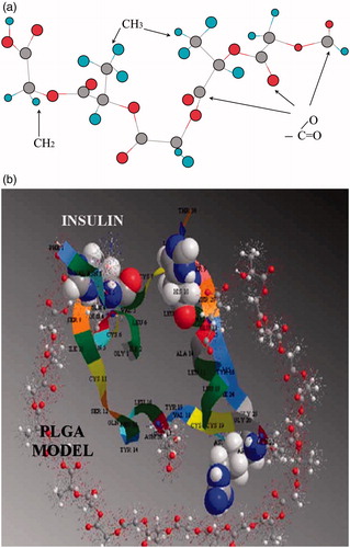 Figure 4. (a) Short model of PLGA. (b) Interaction of the insulin with a PLGA model of near 1500 Da. In this figure the histidine are shown in space filling, the glutamate in ball and stick (Lassalle & Ferreira, Citation2010).