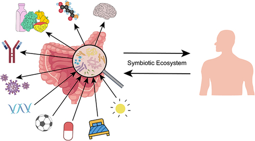Figure 1 Symbiotic ecosystem. Healthy and stable gut microbiota and host constitute a harmonious symbiotic ecosystem.