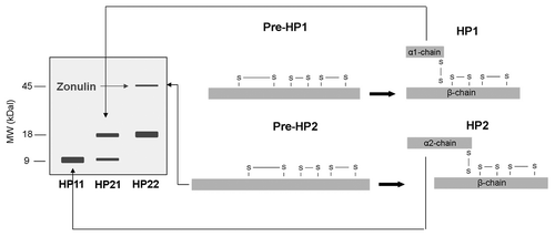 Figure 2. The structure of pre-HP1 and pre-HP2, and HP1 and HP2 is depicted on the right. It is also shown how the different proteins can be visualized on western blot (left side). (Adapted fromCitation8). HP, Haptoglobin; MW, molecular weight; kDa, kilo dalton