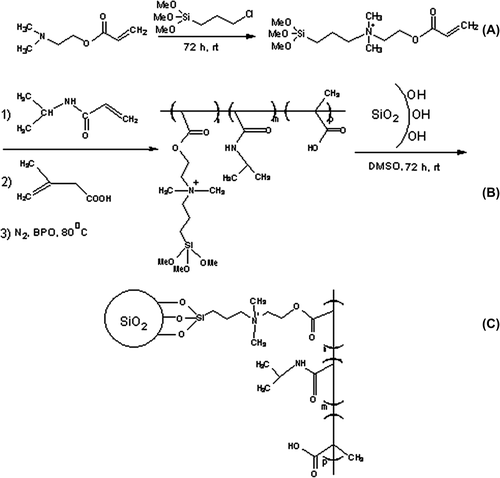 Figure 1. Synthesis root of stimuli-responsive and cationic NIPMACIL@MSNs nanocomposites.