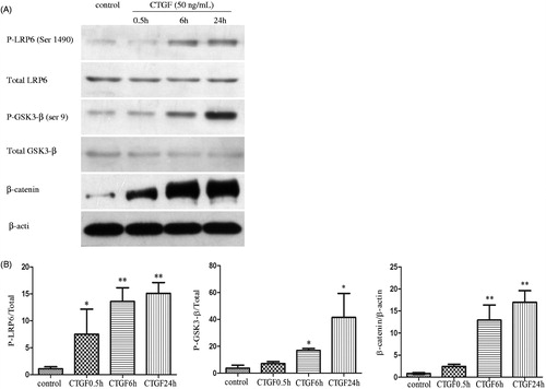 Figure 1. CTGF activates canonical Wnt signaling in HK-2 cells. The cells were cultured with recombinant human CTGF (50 ng/mL) for various duration when grown to 80% confluency and serum starved for 24 h. (A) All canonical Wnt signaling pathway components were measured by western blotting. (B) Quantitative analysis of protein expression as measured by western blotting. *p < 0.05 versus control group, **p < 0.01 versus control group. All results are representative of at least three individual experiments.