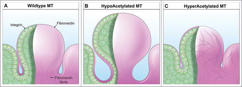 FIGURE 2. Actomyosin contractility and microtubule acetylation govern the levels of fibronectin and α5β1 integrins in developing salivary glands. Salivary glands explants infected with lentivirus expressing an acetyl-mimetic mutant of tubulin (HyperAcetylated MT; panel C) appear to have more fibronectin and α5β1 integrins compared to glands expressing the acetyl-null mutant of tubulin (HypoAcetylated MT; panel B). Although more characterizations are needed, fibronectin polymerizes into filaments and is depicted in fibrous form at the basement membrane for clarity.