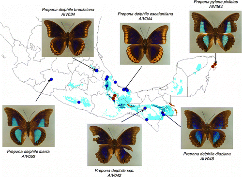 Figure 1.  Prepona deiphile species group. Distributional ranges of the P. deiphile forms in Mexico as predicted with the DIVA-GIS program. Some representative specimens used in this study are depicted. Blue dots and shades represent localities and ranges for deiphile forms, while red dots and shades for pylene.