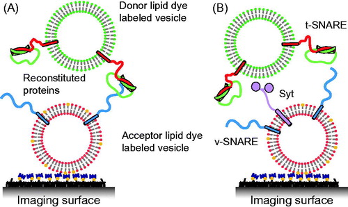Figure 3. Single vesicle–vesicle lipid-mixing assays with tethered vesicles. (A) “Acceptor” vesicles containing v-SNAREs (synaptobrevin shown in blue) and labeled with DiD (red phospholipid head groups) and biotin (yellow) are immobilized to a PEG-biotin coated surface through linkage with neutravidin (navy blue). Donor vesicles containing t-SNAREs (syntaxin shown in red and SNAP-25 shown in green) and labeled with DiI (green phospholipids) are added and fusion is measured by measuring FRET using TIR microscopy (Yoon et al., Citation2006). (B) Synaptotagmin (light purple) was added in the lipid-mixing study by Lee et al. (Citation2010).