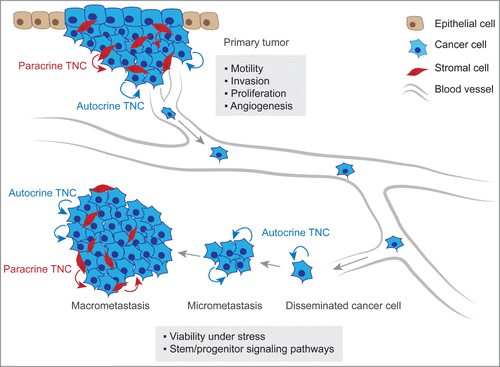 Figure 2. TNC function in metastatic progression. At the primary tumor site, anti-adhesive TNC properties lead to alteration of intracellular pathways in cancer cells inducing the formation of actin-rich filopodia, favoring cell motility and invasive behavior. TNC is also associated with increased cancer cell proliferation and promotes angiogenesis within the tumor. At the secondary organ site, autocrine TNC supports cancer cell viability in a microenvironment that can exert a strong selective pressure. In breast cancer, TNC engages stem/progenitor signaling i.e. the Notch and Wnt pathways thereby promoting growth of micrometastasis. The development of macrometastasis is associated with reactive stroma which becomes a significant source of TNC protein.