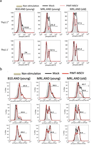 Figure 4. PIMT suppresses ZAP70 (Tyr 319) phosphorylation upon Ag stimulation. B10.AND and MRL.AND transgenic CD4 T cells were retrotransduced with PIMT-MSCV or vector only (Mock) as similar described in Figure 3a. After 30 min upon second stimulation by the PCC88-104 peptide, intracellular staining for phosphor-ZAP70 at Tyr 319 residue (a) is shown in CD4+Thy1.1+ (top panel) and in CD4+Thy1.1- (bottom panel) population. The other TCR signaling proteins, phosphor-MEK1/2, phosphor-ERK1/2, and phosphor-CREB, were simultaneously analyzed as shown in (b). Young, 12–14 weeks old. Old, 11 months old. Data are representative of two independent experiments.