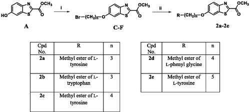 Scheme 2. Reagents and conditions: (i) 3 equiv. of α,ω-dibromoalkane, 4 equiv. of K2CO3, KI, acetone, reflux, overnight, (ii) 3 equiv. of the methyl ester of the aromatic amino acid, MeOH, reflux, overnight.