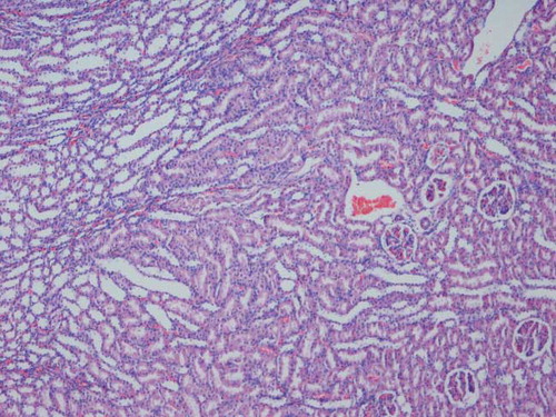 Figure 1.  Normal histological findings in control group.