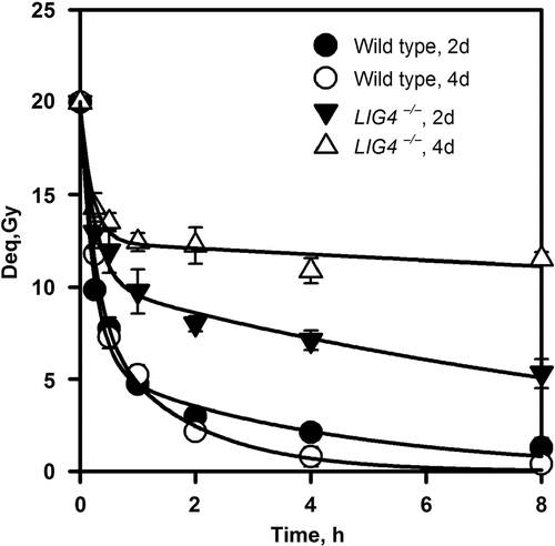 Figure 6. Rejoining of DSBs in exponentially growing (2d) and plateau phase (4d) MEFs obtained either from wild type or LIG4−/− animals. Cells were exposed to 20 Gy and analysed for DSB repair by pulsed-field gel electrophoresis Citation[30]. Note the reduction in repair capacity of LIG4−/− MEFs as they enter the plateau phase of growth.