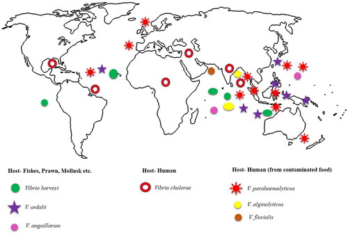 Figure 1. A geographical representation of the distribution of Vibrio species and Vibrio genera across all continents is presented here.