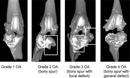 Figure S3 Osteoarthritis (OA) grade was rated using micro-computed tomography (CT). All grades were rated by a blinded subject.
