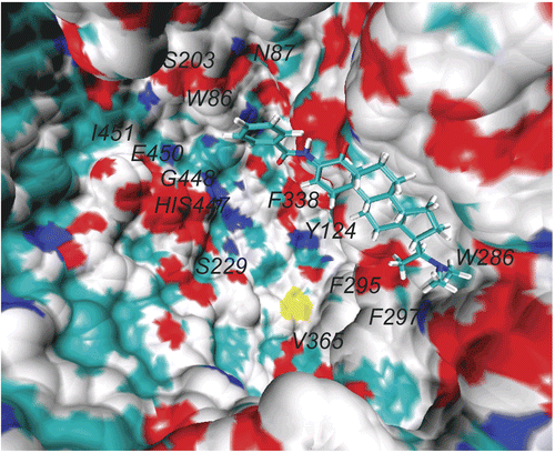 Figure 2.  Axillaridine–A located at the aromatic gorge of AChE (PDB code: 1B41) after 2-ns MD simulation. Only the active site amino acids are labeled for the sake of clarity.