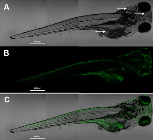 Figure 6 (A) Bright-field image, (B) fluorescence image, and (C) merged image of a zebrafish incubated with CQDs at λmax = 488-nm excitation. Small black dots (white arrow).