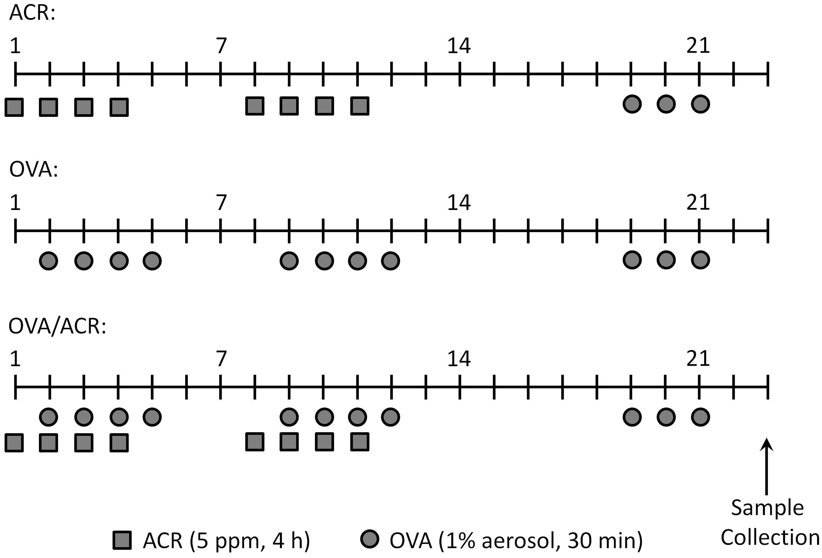 Figure 1. Schematic diagram of ACR and OVA administrations. On indicated days, mice were exposed to 5 ppm ACR for 4 h (squares) and/or 1% OVA in PBS for 30 min (circles). All animals treated with ACR only, OVA only or OVA and ACR were challenged with OVA on Days 19–21. Sample collection occurred on Day 23. Naive mice received no treatment.