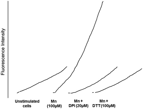 Figure 5. Effects of MnCl2 (at 100 μM) on unstimulated monocyte-derived macrophage dichlorofluorescein diacetate fluorescence responses. Traces from a single representative experiment (from n = 4–5) are shown. Experiments were performed in the absence/presence of NADPH oxidase inhibitor diphenyleneiodonium chloride (DPI, 20 μM) or the ROS scavenger dithiothreitol (DTT, 100 μM).