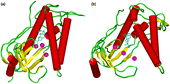 Figure 3 The polymerase α/aphidicolin complex before (a) and after (b) a 1.5 ns molecular dynamics simulation. The protein changes from the closed form to the inactive open form and the Ca2 + ions move away from the catalytic centre. Colour code: α-helices = red, β-sheets = yellow, loops = green, calcium ions = magenta, aphidicolin = cyan.